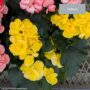 Begonia Rieger – 6″